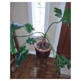 Live Plant with Stand