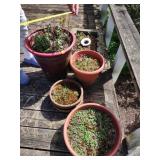Gardening Pots Lot