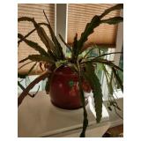 Live Plant with Pot-*updated 5/4 with bloom