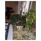 Live Plant Collection