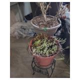 2 Outdoor Pots and Stands