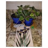 Live Plant and Misc Lot
