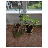 Live Plants