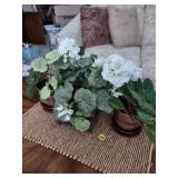 Plant Collection