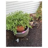 Garden Pots and Misc
