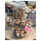 Sea Shell Collection