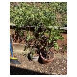 Garden Pot Lot