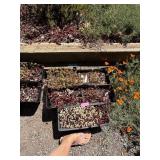Gardening Lot