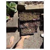 Gardening Lot