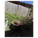 Garden Pots