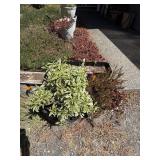 Gardening Lot
