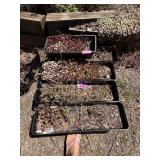 Gardening Lot