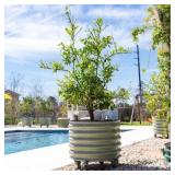 #40 Vego Garden  Rolling Citrus Tree Planter