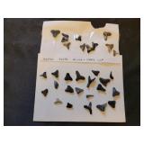 Sharks teeth
