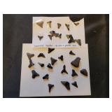 Sharks teeth