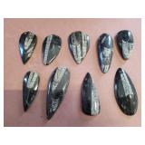 Orthoceras fossils Largest one is 4 and 1/4 ins.