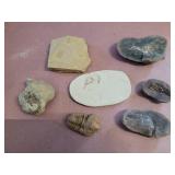 Animal and plant fossils
