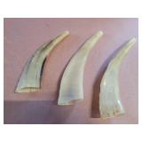 Sperm whale teeth. Approx. 6ins. each
