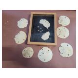 Sand dollars. Some framed. Includes information