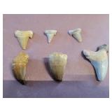 Fossil teeth. 1 to 2 ins. each