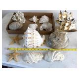 Seashells Coral Starfish Horn Ships