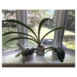 Three Living House Plants