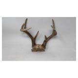 Deer antlers 8 point