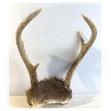White-Tailed Deer Antlers Skull Cap