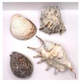 Large Seashell Specimens Set of 4