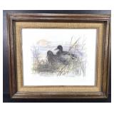 Framed Duck Wildlife Art Print Signed