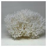 Large Natural Branch Coral Specimen 11x10x7