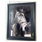 Horse Equine Black & White Photograph Art