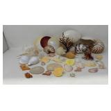 Natural Sea Shell & Sand Dollar Collection