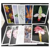 Botanical Art Print Set of 10 Jennifer Lis 11x14
