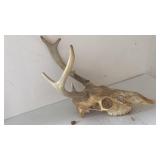 Dear skull with antlers