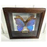 Framed Morpho Butterfly Specimen Display