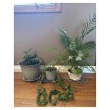 Live Houseplants Planter Trio Fern Vine