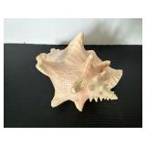 Large Natural Conch Seashell
