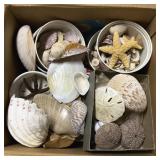 Seashell Collection Starfish & Sand Dollars
