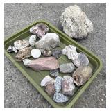 Rock, Fossil & Coral Collection