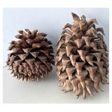 Coulter Giant Pine Cones Baja California Tree
