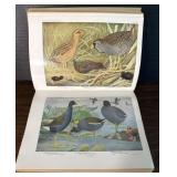 Birds Of America 1936 Nature Art Book Fuertes