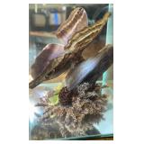 Vintage Real Owl Butterfly Specimen Display