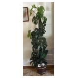 Faux fichus plants 5