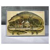 1908 Florida Alligator Border Postcard "A