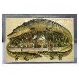 1908 Florida Alligator Border Postcard "A