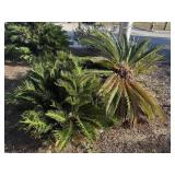 Sego palm cluster left front building