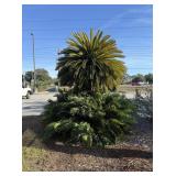 Large Sego palm in front of restaurant