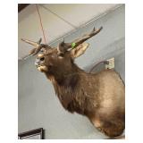 Taxidermy Elk shoulder mount
