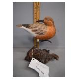 Wood carved red knot bird on burl wood